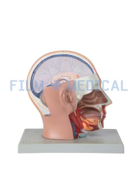 Anatomical Head Model Grey Base 